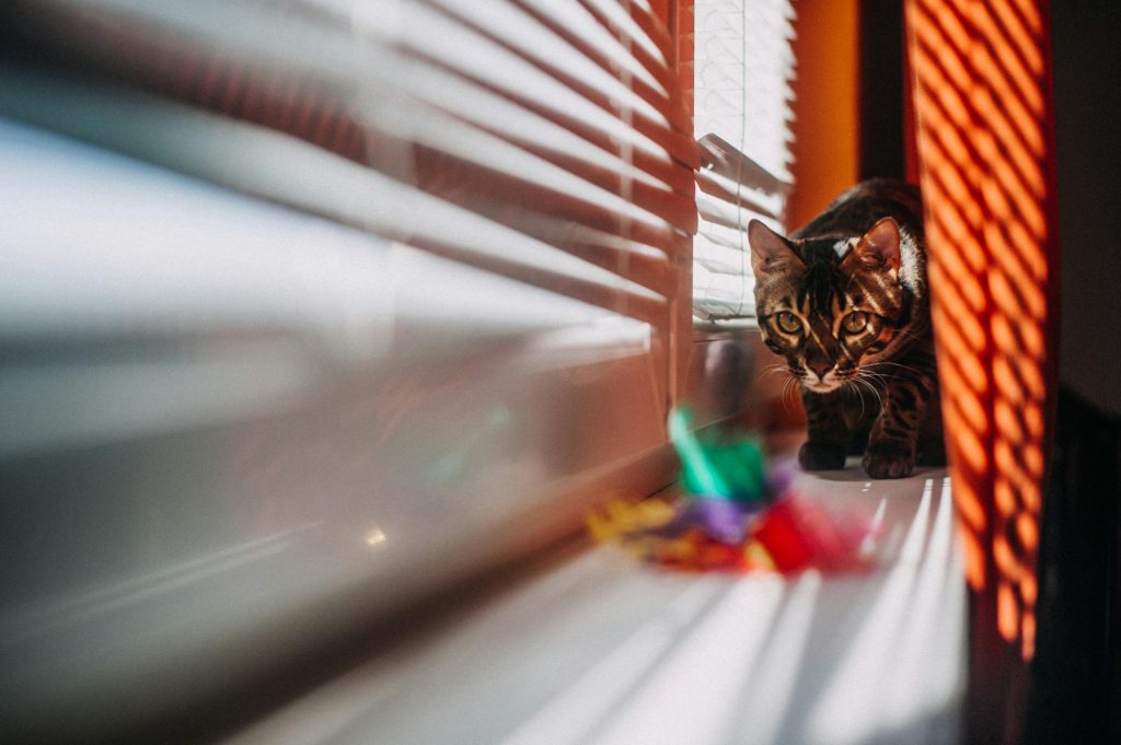 A Bengal cat intensely focused on a toy, sitting on a sunny windowsill with blinds casting shadows.